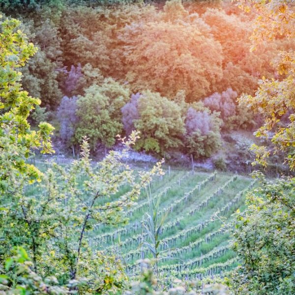 Vecchie Terre di Montefili